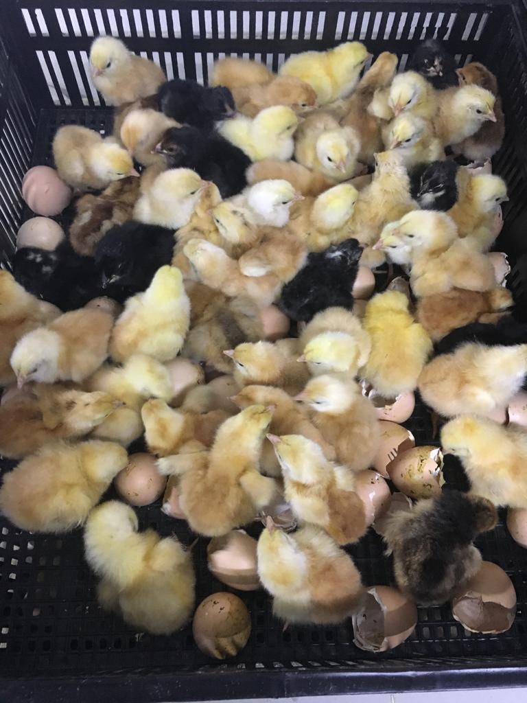 2000 Egg Hatcher - Automatic Digital Model SH2000H - Image 4