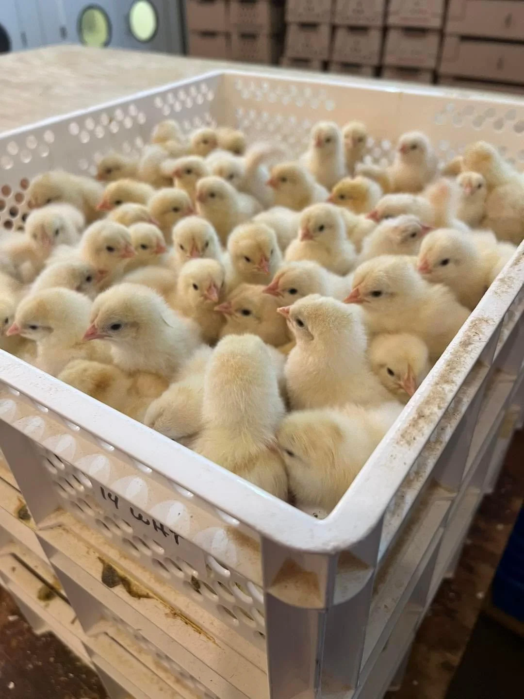 6000 Egg Hatchery - Produce 1440 chicks per week - SH6000 Chick Hatchery - Image 3